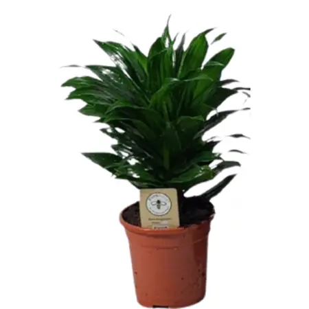 Drakenbloedboom - afbeelding 1