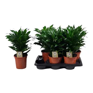 Drakenbloedboom - afbeelding 2