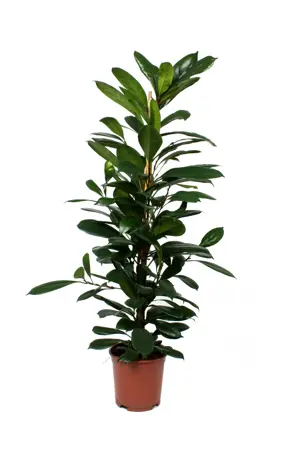 Ficus cyathistipula - afbeelding 1