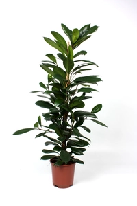 Ficus cyathistipula - afbeelding 2