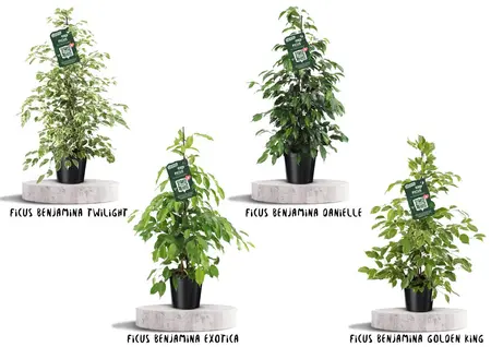 Treurvijg - afbeelding 1