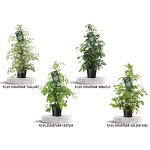 Treurvijg - afbeelding 3