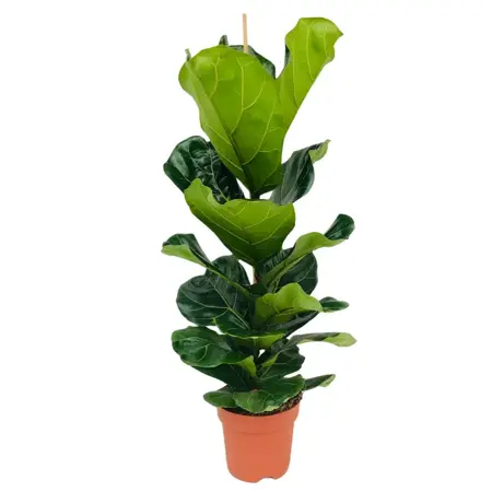 Ficus lyrata - afbeelding 1