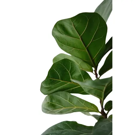 Ficus lyrata - afbeelding 2