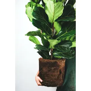 Ficus lyrata - afbeelding 3