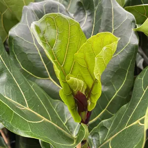 Ficus lyrata - afbeelding 4