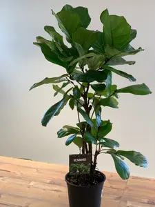 Vioolbladplant - afbeelding 4