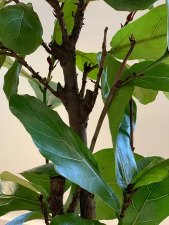 Vioolbladplant - afbeelding 7