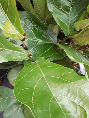 Vioolbladplant - afbeelding 6