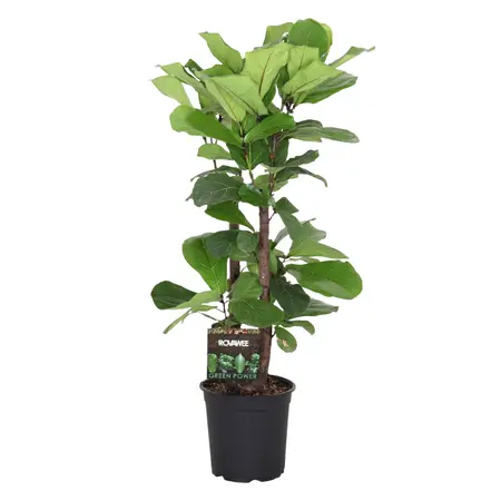 Vioolbladplant - afbeelding 2