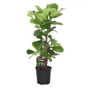 Vioolbladplant - afbeelding 2