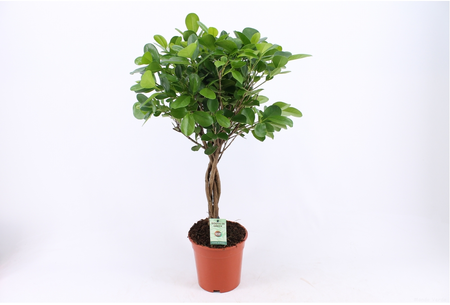 Ficus Moclame Stam - afbeelding 3