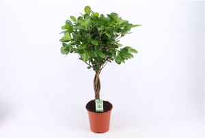 Ficus Moclame Stam - afbeelding 3