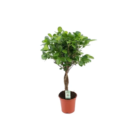 Ficus Moclame Stam - afbeelding 1