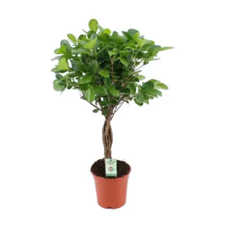 Ficus Moclame Stam - afbeelding 2