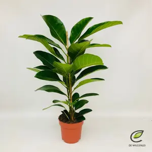 Ficus Roy - afbeelding 2