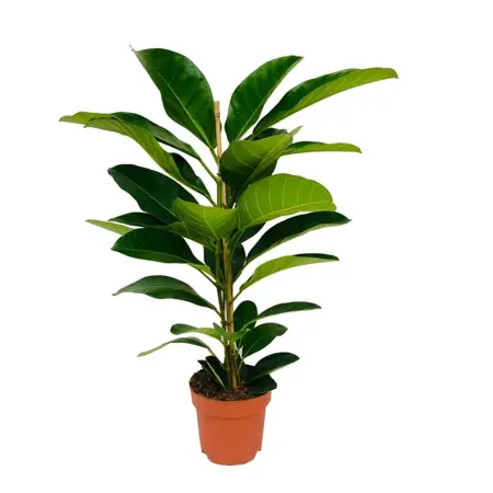 Ficus Roy - afbeelding 1