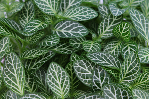 Fittonia verschaffeltii - afbeelding 7