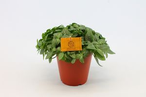 Fittonia verschaffeltii - afbeelding 6