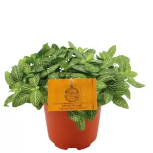 Fittonia verschaffeltii