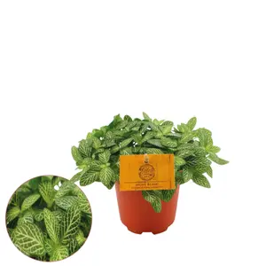 Fittonia verschaffeltii - afbeelding 3