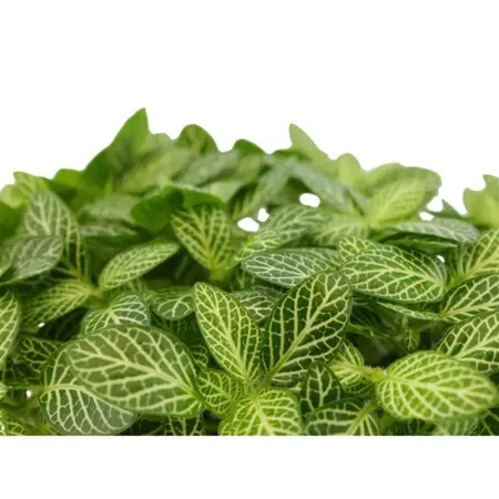 Fittonia verschaffeltii - afbeelding 4