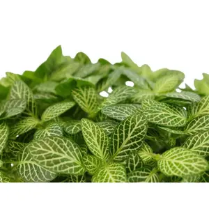 Fittonia verschaffeltii - afbeelding 4