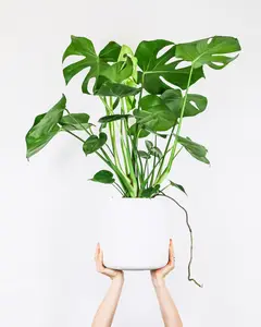 Monstera deliciosa - afbeelding 3