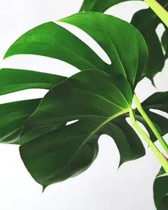 Monstera deliciosa - afbeelding 5