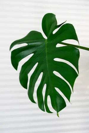 Monstera deliciosa - afbeelding 4