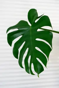 Monstera deliciosa - afbeelding 4