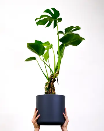 Monstera deliciosa - afbeelding 2