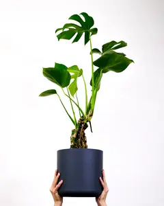 Monstera deliciosa - afbeelding 2