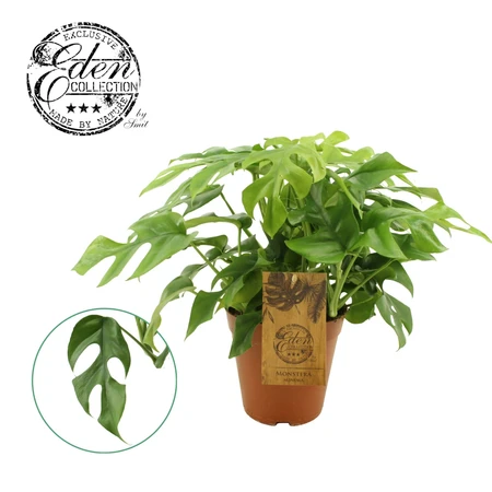 Monstera minima - afbeelding 3