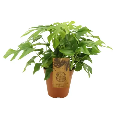 Monstera minima - afbeelding 1