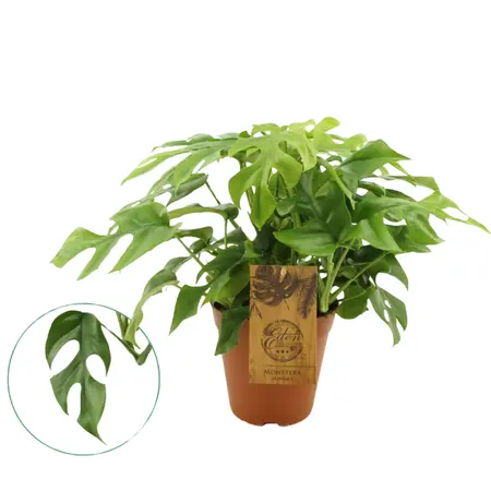 Monstera minima - afbeelding 2