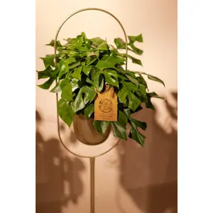 Monstera minima - afbeelding 4