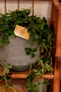 Parthenocissus striatha - afbeelding 5