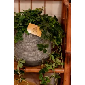 Parthenocissus striatha - afbeelding 2