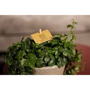 Parthenocissus striatha - afbeelding 4