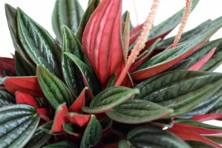 Peperomia Rosso - afbeelding 1