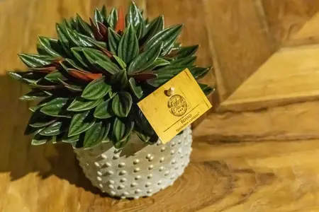 Peperomia Rosso - afbeelding 4