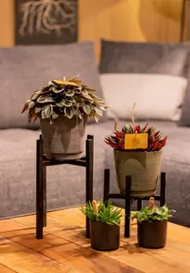 Peperomia Rosso - afbeelding 2