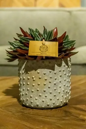 Peperomia Rosso - afbeelding 3