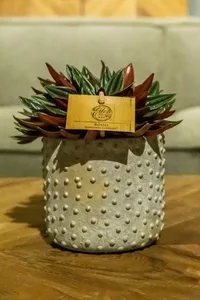 Peperomia Rosso - afbeelding 3