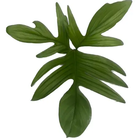 Philodendron Pedatum - afbeelding 2