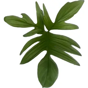 Philodendron Pedatum - afbeelding 2