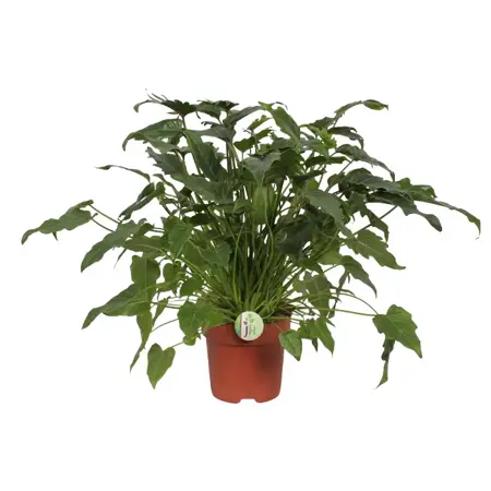 Philodendron Xanadu - afbeelding 1