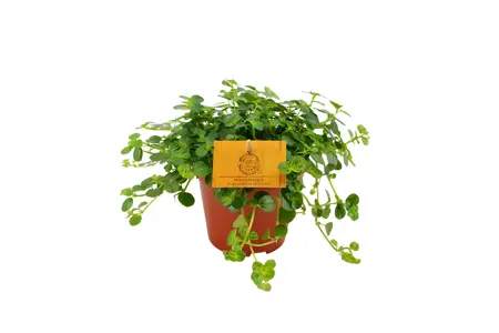 Pilea depressa Sao Paulo - afbeelding 1