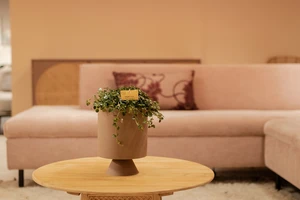 Pilea depressa Sao Paulo - afbeelding 5